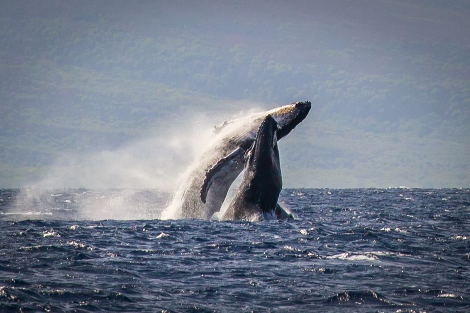 Kaanapali: Whale Watching Cruise with Open Bar - Setting out from Whaler’s Village