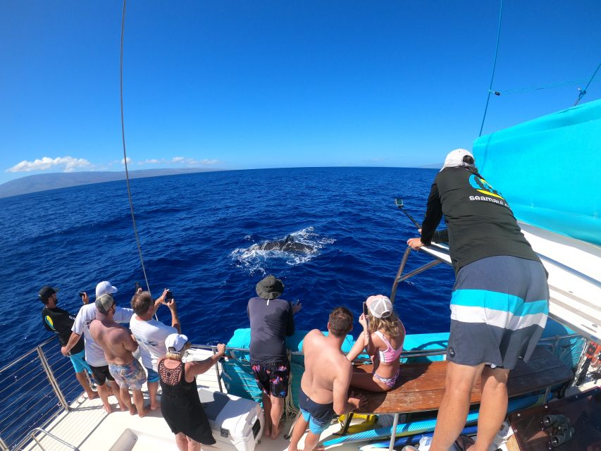 Kaanapali: Whale Watching Cruise with Open Bar - Searching for Maui’s humpback whales