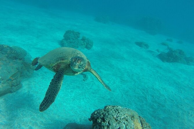Kayak and Snorkel: Maui West Shore - Guides make the biggest difference