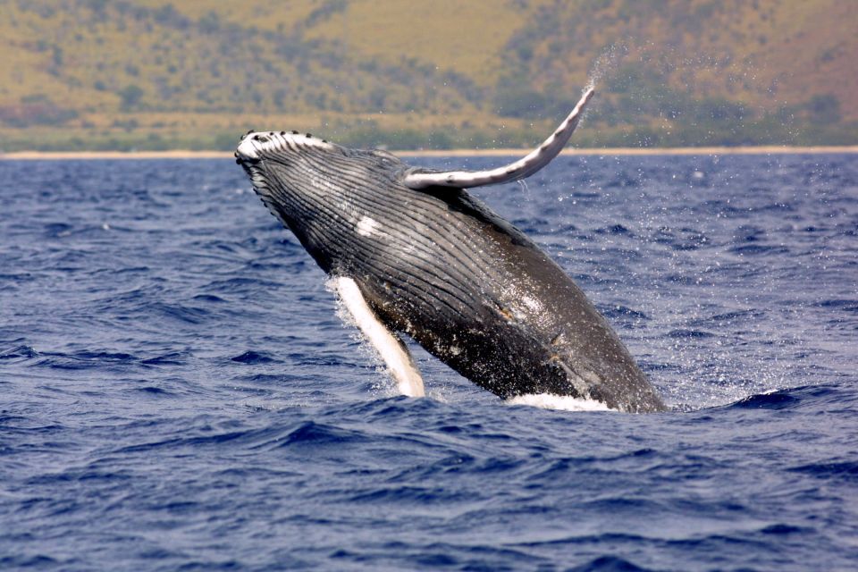 Kayak and Snorkel West Maui at Olowalu - Starting at Olowalu Beach near mile marker 14.5