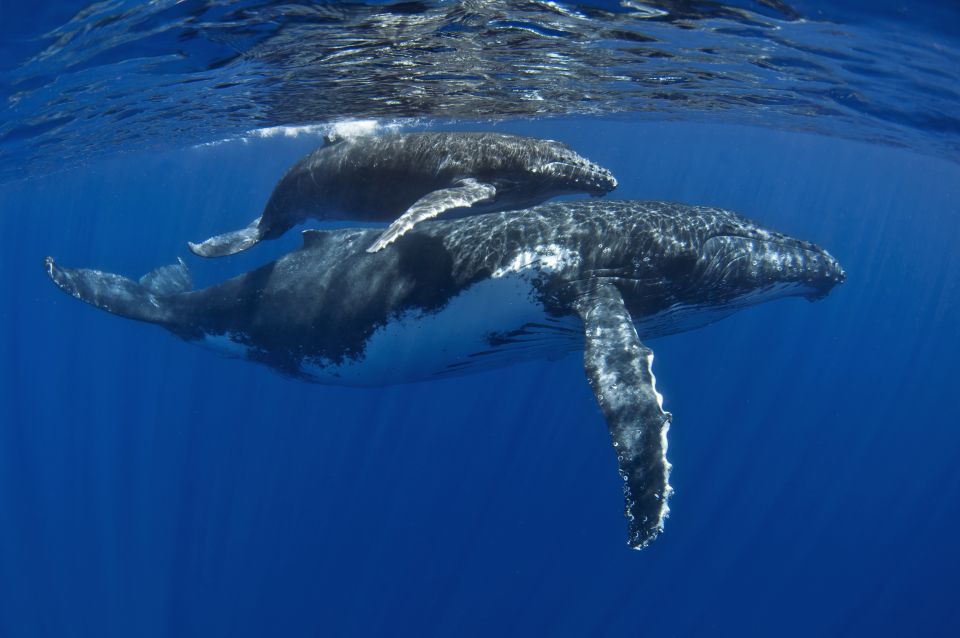 Kayak and Snorkel West Maui at Olowalu - Hearing humpback whales through an underwater hydrophone