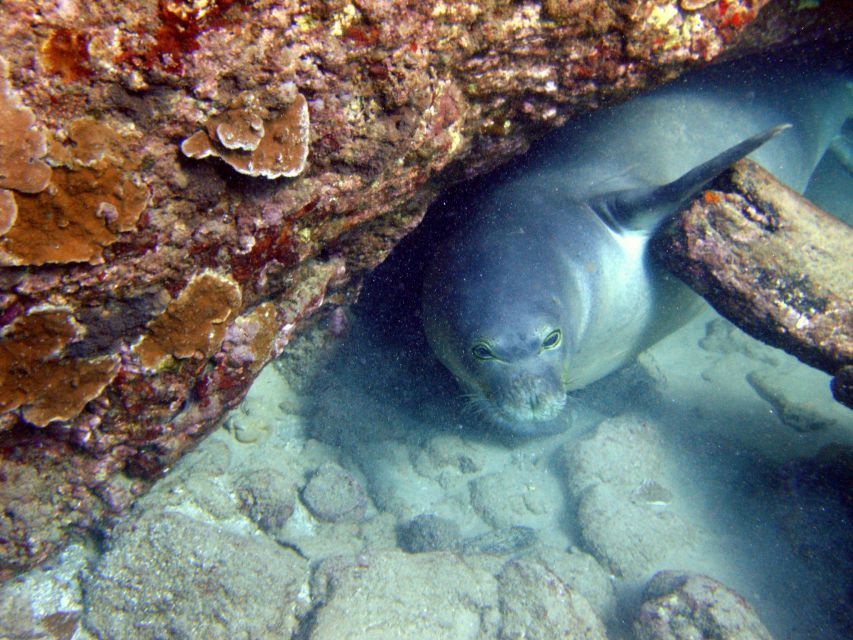 Kayak and Snorkel West Maui at Olowalu - What the $109 price gets you