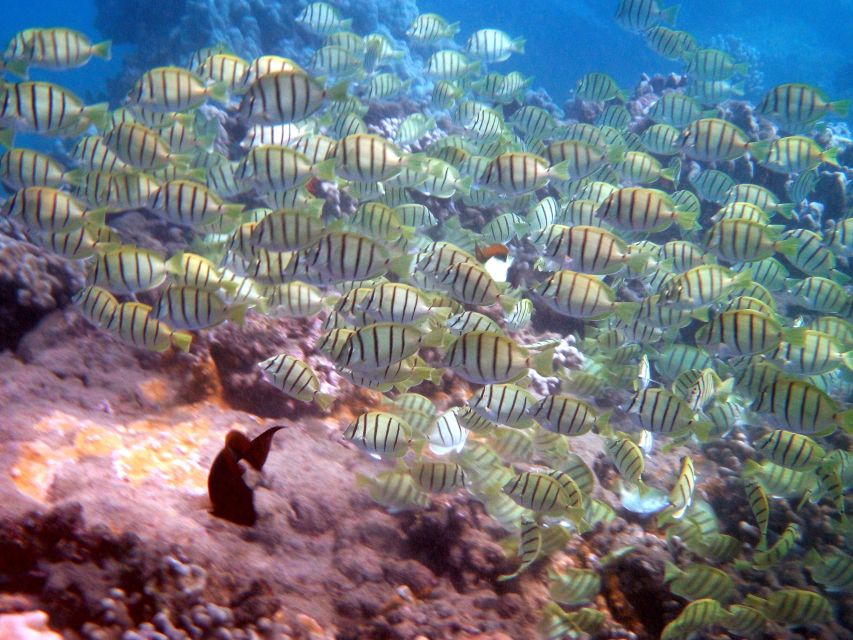 Kayak and Snorkel West Maui at Olowalu - Who will enjoy this Olowalu outing