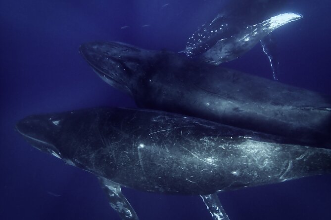Kayak and Whale Watching Tour - What the three-hour outing is really like