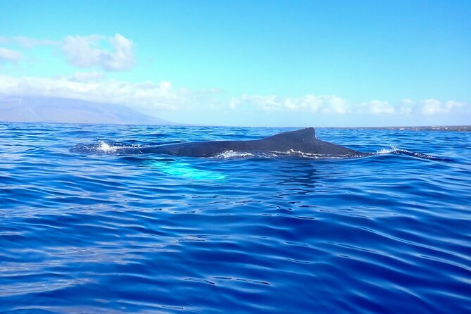Kayak and Whale Watching Tour - The unusual thrill of hearing whales sing