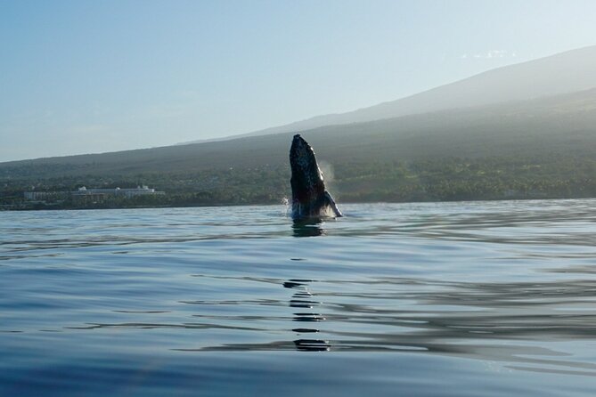 Kayak and Whale Watching Tour - Close encounters without chasing the animals