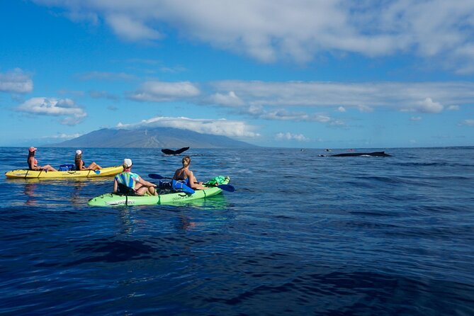 Kayak and Whale Watching Tour - Is $130 a good value?