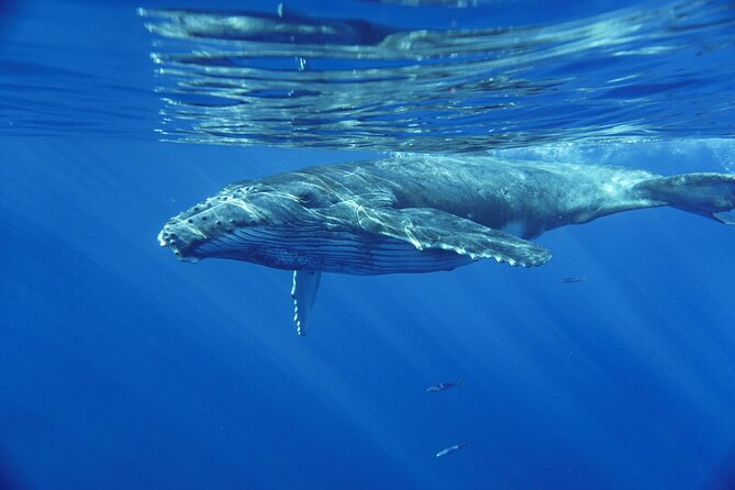 Kayak and Whale Watching Tour - Who will enjoy this most