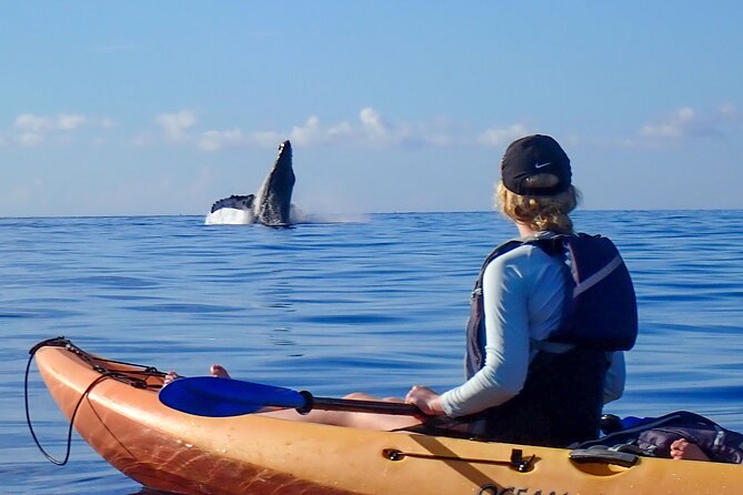Kayak and Whale Watching Tour - Why humpback season makes this special