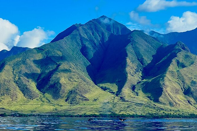Kayak & Turtle Town Snorkel(Turtles Guaranteed) + Whale Watching - Watching for humpback whales without a boat engine