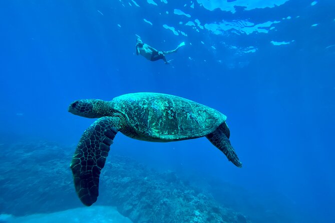 Kayak & Turtle Town Snorkel(Turtles Guaranteed) + Whale Watching - Snorkeling at the turtle cleaning station