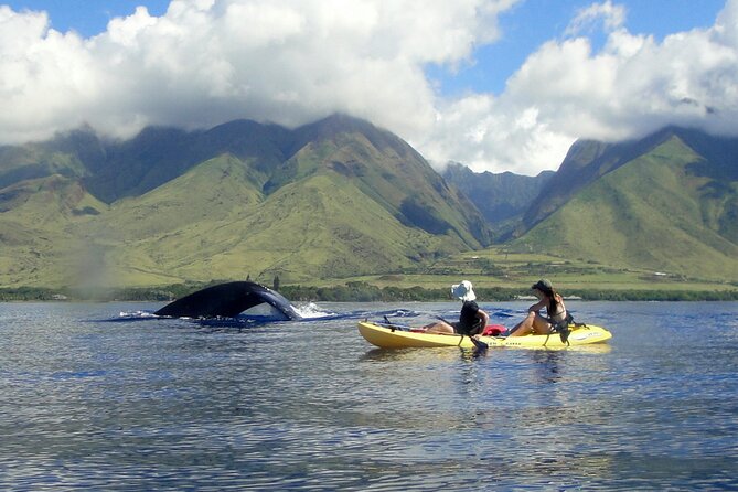 Kayak, Whale Watch and Snorkel - Paddling over Olowalu Reef