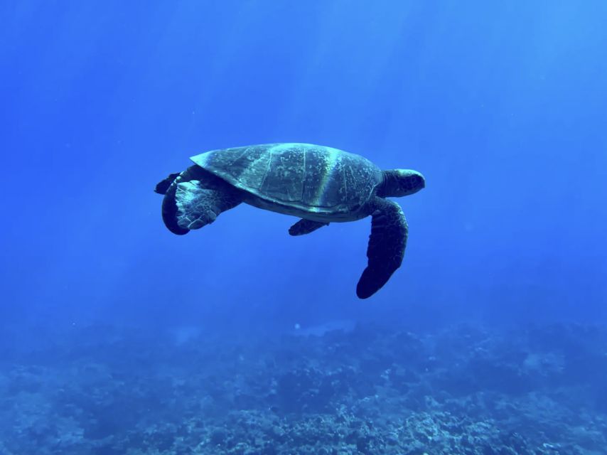 Kayak, Whale Watch And Snorkel At Turtle Town - Key points to know before you book