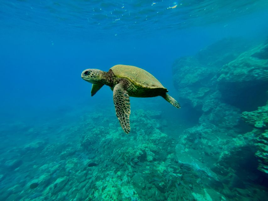 Kayak, Whale Watch And Snorkel At Turtle Town - Paddling over Olowalu’s shallow reef channels