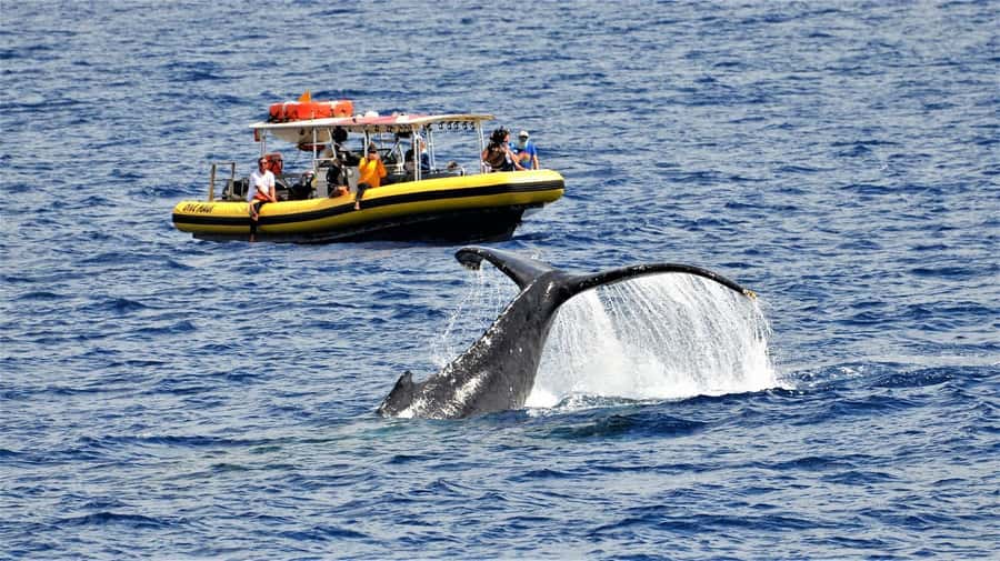Lahaina: Day or Sunset Whale Watching Tour with Naturalist - Key Points