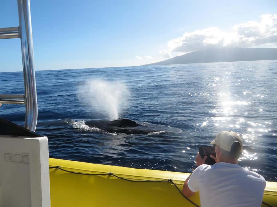 Lahaina: Day or Sunset Whale Watching Tour with Naturalist - Why the Raft Changes the Whale-Watching Experience