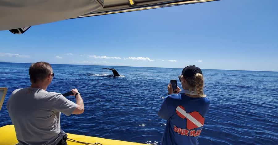 Lahaina: Day or Sunset Whale Watching Tour with Naturalist - Into the Auau Channel and Maui Nui Sanctuary
