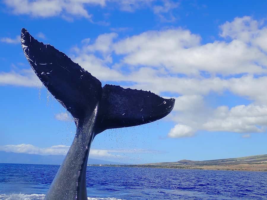 Lahaina: Day or Sunset Whale Watching Tour with Naturalist - The $80 Price and What You Get