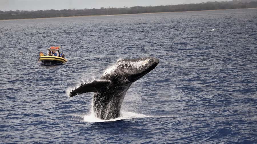 Lahaina: Day or Sunset Whale Watching Tour with Naturalist - Leaving 1223 Front Street in Lahaina