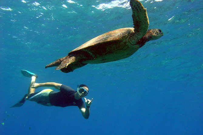 Lahaina Kayak and Snorkel Excursion - Looking below the surface near the reef