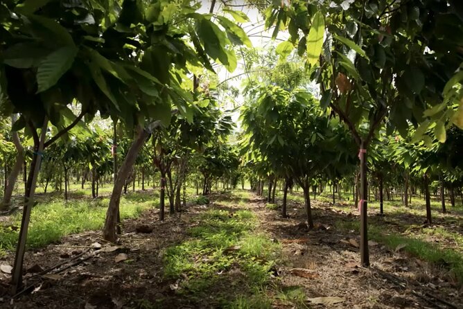 Lahaina: Maui Ku'ia Estate Guided Cacao Farm Tour and Tasting - What the factory stop does and does not mean
