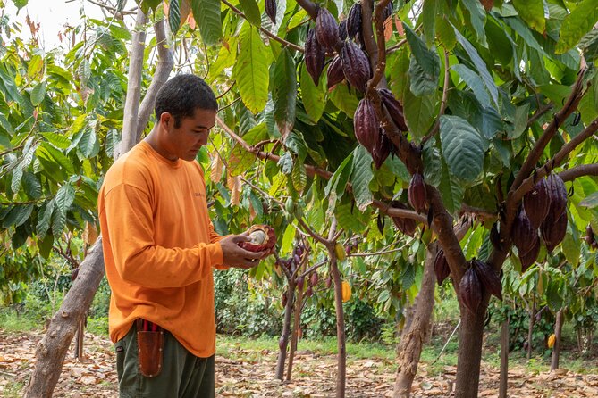 Lahaina: Maui Ku'ia Estate Guided Cacao Farm Tour and Tasting - Seeing cacao before it becomes chocolate