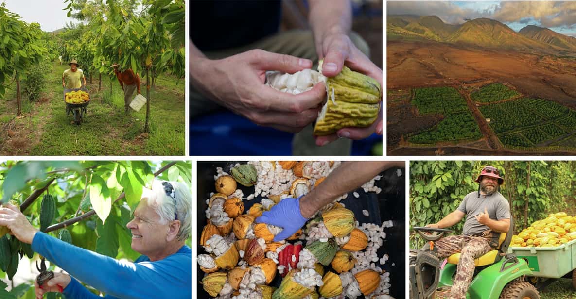 Lahaina: Maui Ku'ia Estate Guided Cacao Farm Tour & Tasting - Chocolate tasting in the treehouse