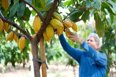 Maui Ku’ia Estate Guided Cacao Farm Tour & Tasting