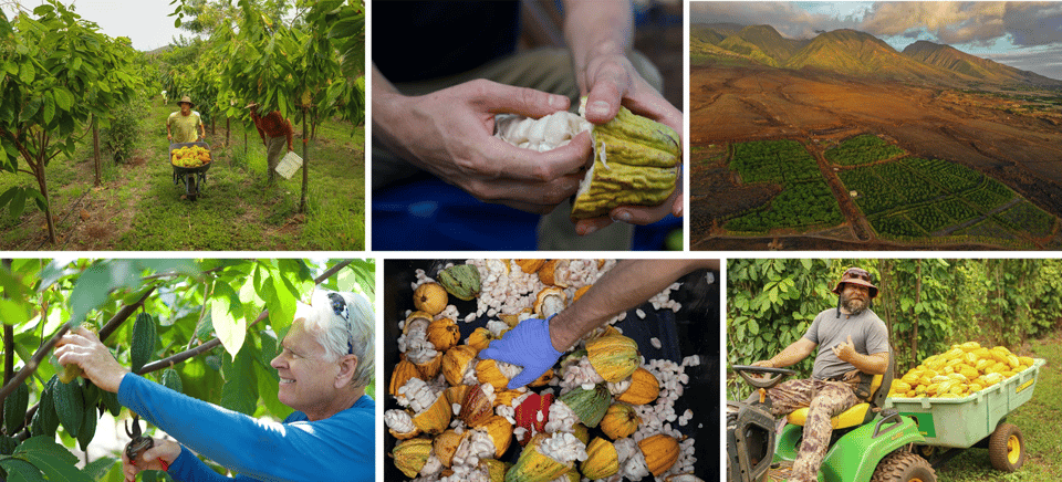 Lahaina: Maui Ku'ia Estate Guided Cacao Farm Tour & Tasting - Is $99 a fair price for 90 minutes?