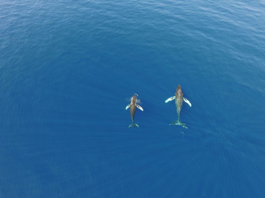 Lahaina: Private Sunset Sailing Trip & West Maui Mountains - A private Lahaina sail made for sunset