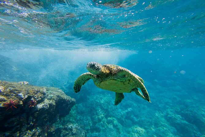 Lāna'i Coast Snorkel and Sail - Leaving Lahaina Harbor at 9:30 am