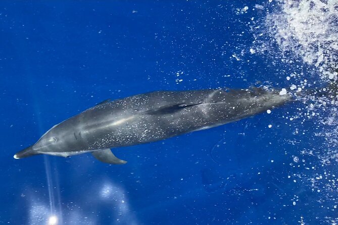 Lana'i Snorkel And Dolphin Quest with Maui Turtle Spot Tour - Key points to know before booking