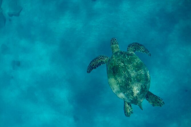 Lana'i Snorkel And Dolphin Quest with Maui Turtle Spot Tour - A calmer West Maui stop with green sea turtles