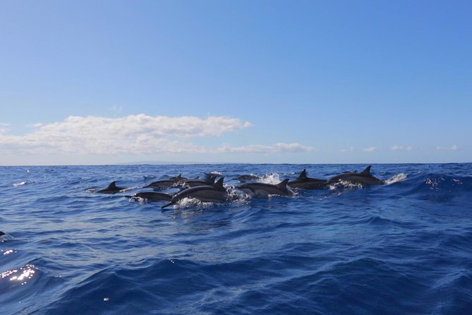 Lanai Deluxe Dolphin Adventure & 3 Snorkel Sites - Stop three: a flexible final site and possible open-water swim