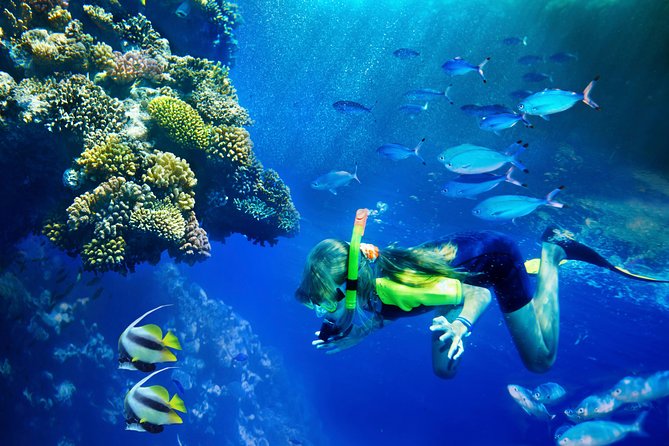 Lanai Snorkel and Dolphin Watch from Maalaea - Key details before you book