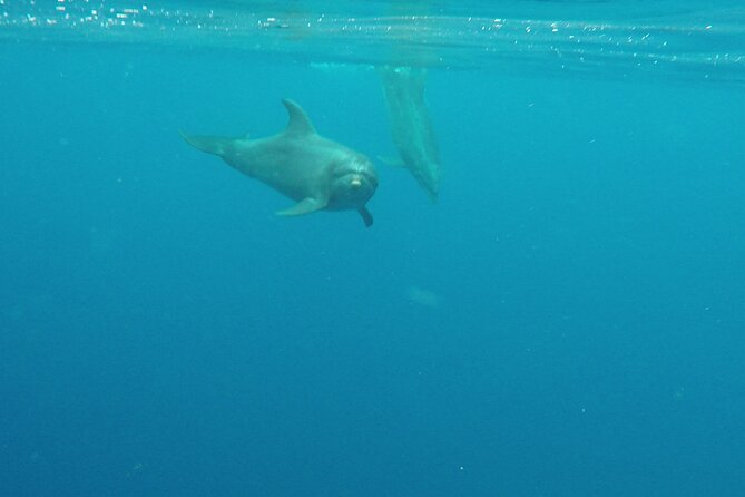 Lanai Snorkeling Half Day with Sea Scooter - Whale watching from December 15 through May 15