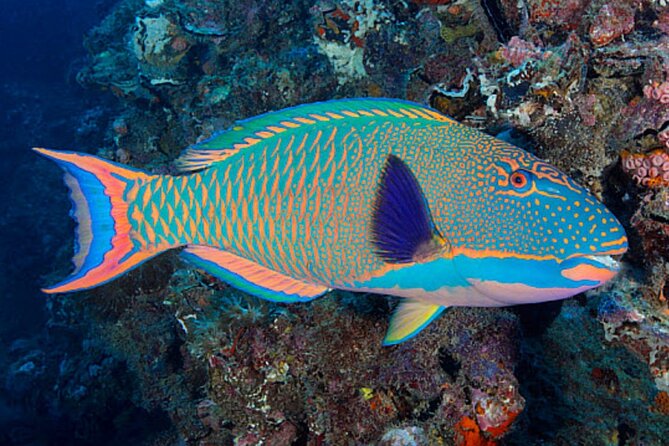 Lanai Snorkeling Half Day with Sea Scooter - Private booking, minimum numbers, and timing