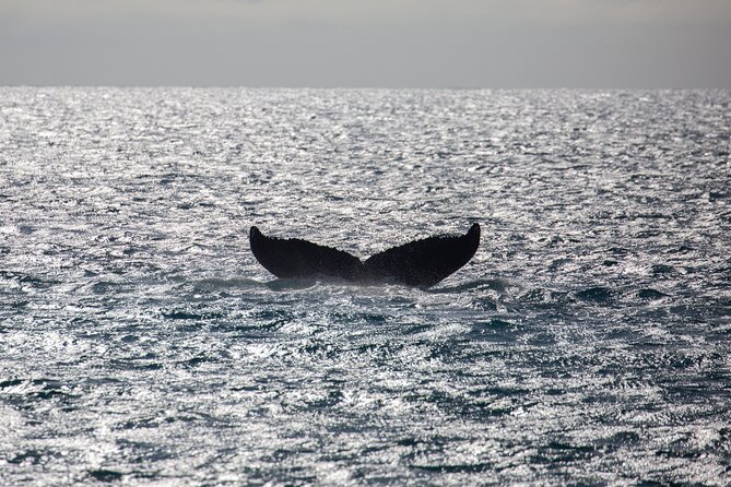 Luxury Catamaran Whale Watch - Maalaea Harbor and the first minutes aboard