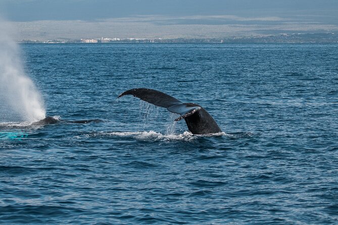 Luxury Catamaran Whale Watch - How the $119 price works for you
