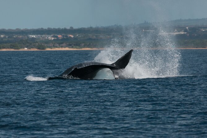 Luxury Catamaran Whale Watch - Who should book this catamaran