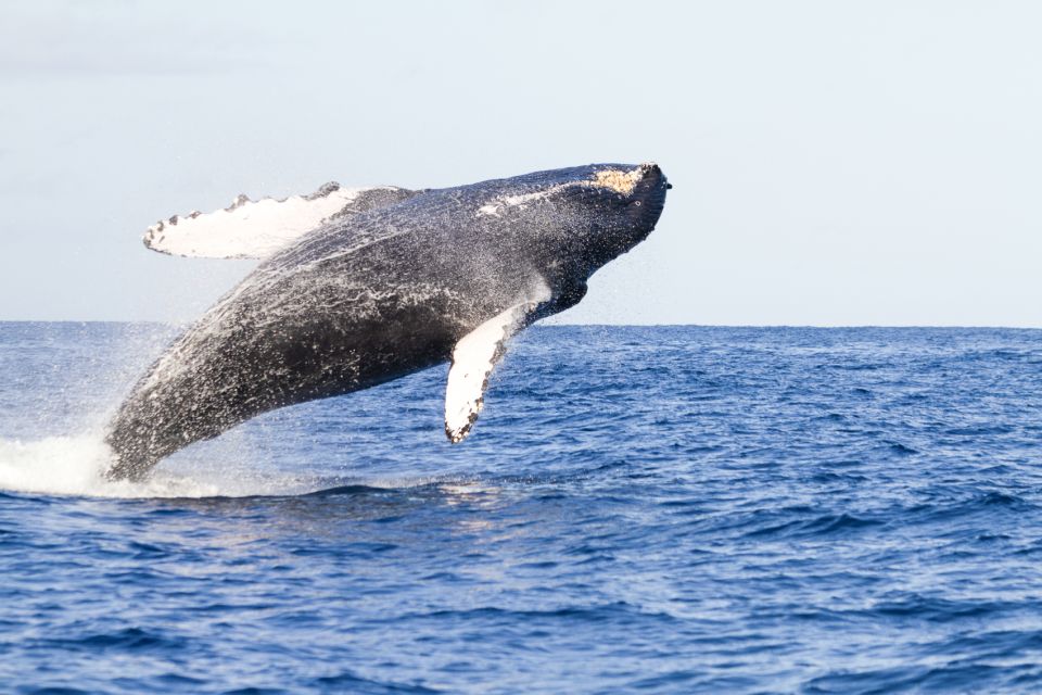 Ma'alaea Harbor: Whale Watching Tour Aboard Power Catamaran - Watching for breaches, spy-hops, and tail slaps