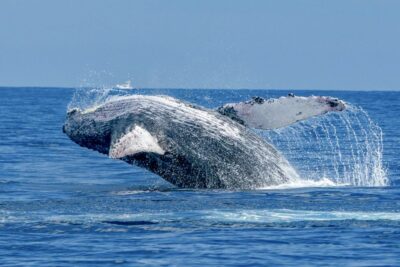 Whale Watching Tour Aboard Power Catamaran
