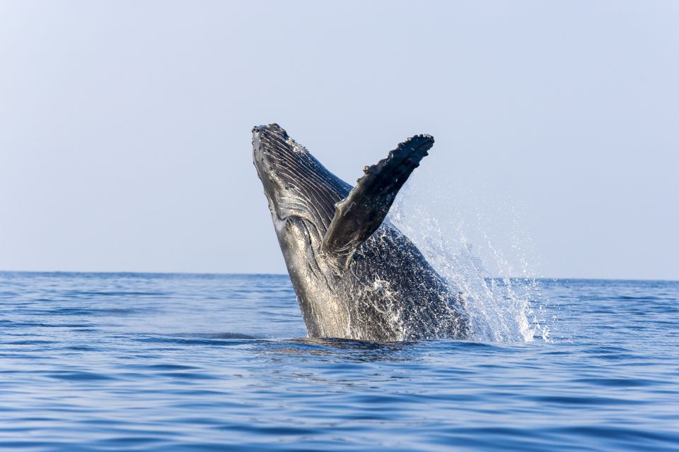 Ma'alaea Harbor: Whale Watching Tour Aboard Power Catamaran - Why the hydrophone changes the experience