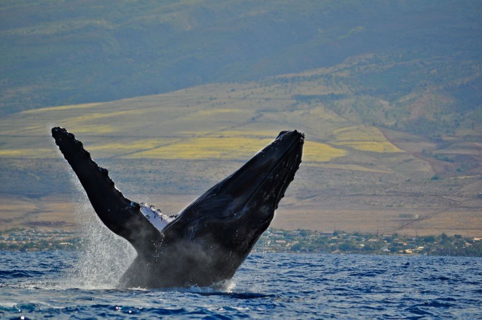 Ma'alaea Harbor: Whale Watching Tour Aboard Power Catamaran - Crew narration and the personalities onboard