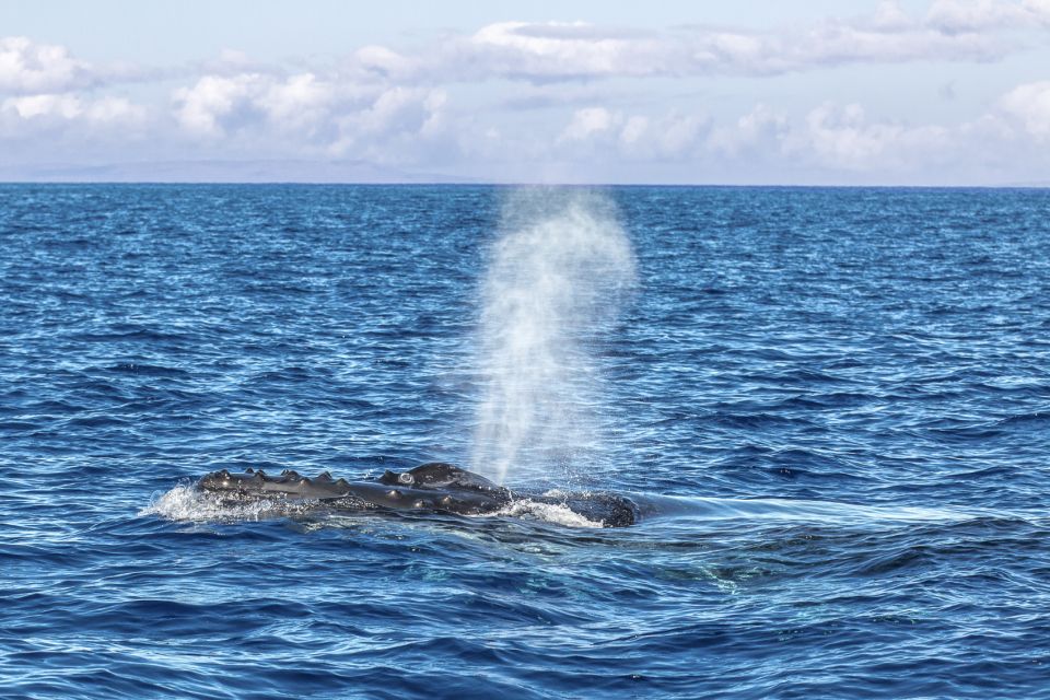 Ma'alaea Harbor: Whale Watching Tour Aboard Power Catamaran - Picking the right departure