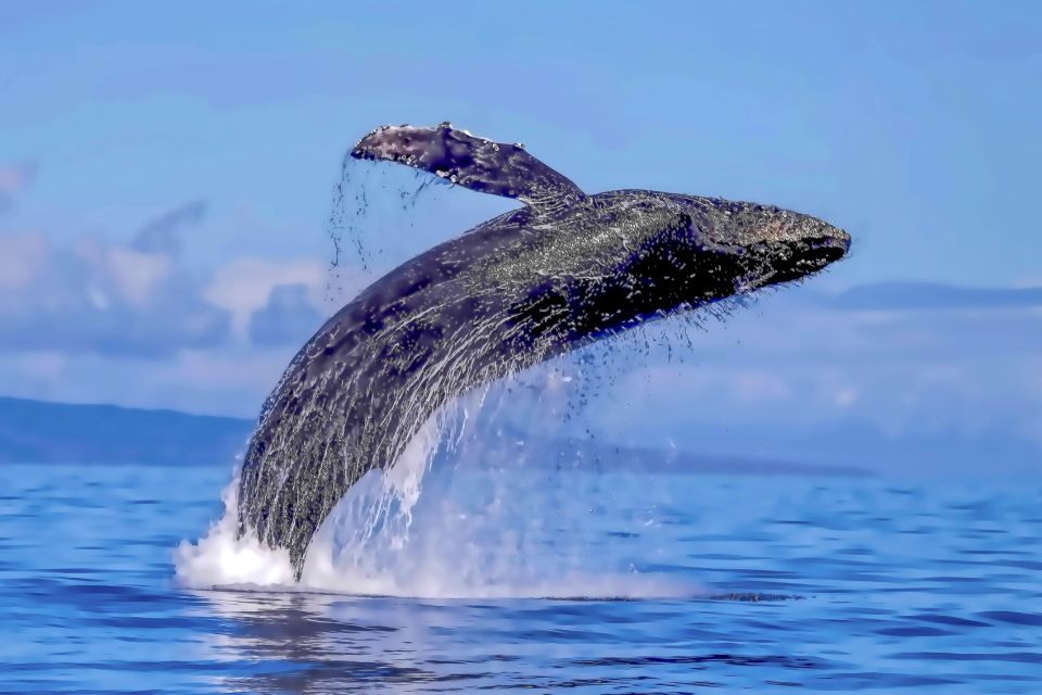 Ma'alaea Harbor: Whale Watching Tour Aboard Power Catamaran - Who will enjoy this cruise most?