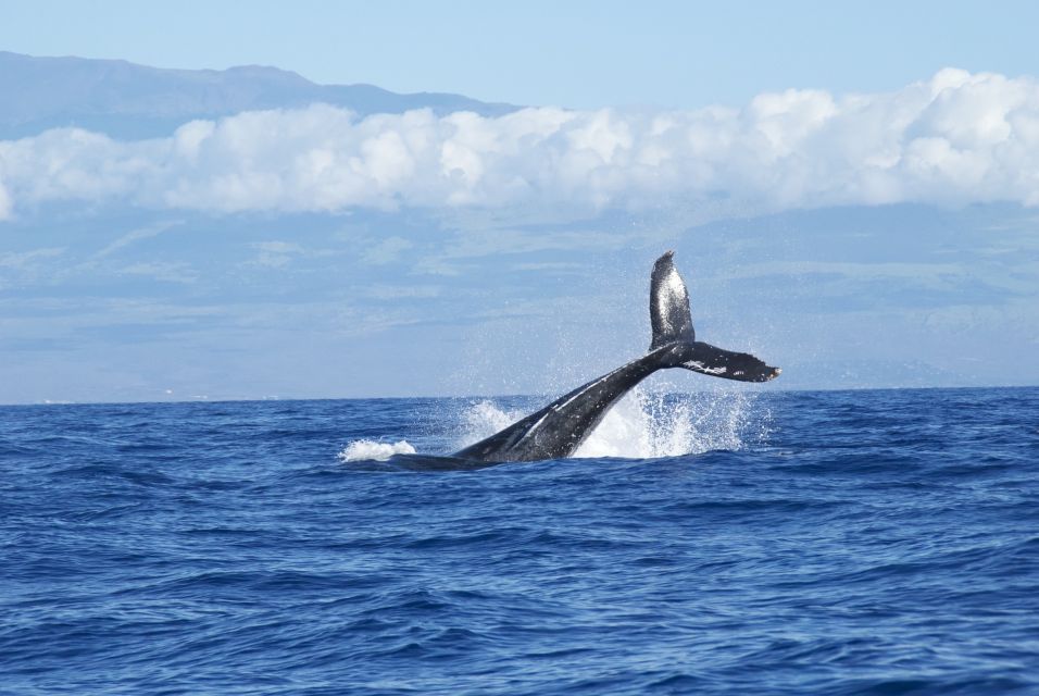 Maalaea: Small Group 2-Hour Whale Watch Experience - Key points at a glance