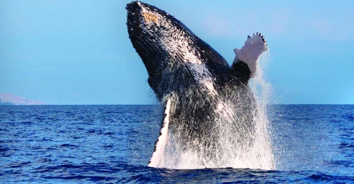 Maalaea: Small Group 2-Hour Whale Watch Experience - Watching Maui’s winter humpback whales