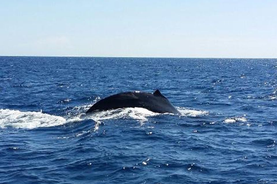 Maalaea: Small Group 2-Hour Whale Watch Experience - Snacks, drinks, and the BYOB option