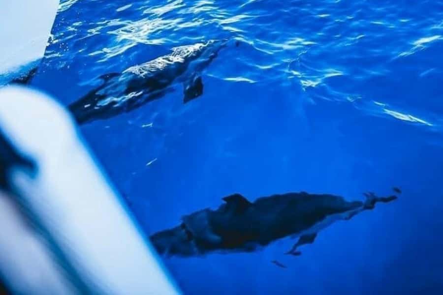Maalaea: West Maui Snorkeling & Sailing Day Trip with Lunch - The Lanai Crossing and Its Limits